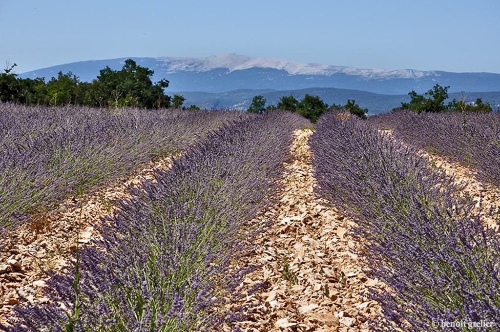 Domaine Les Chenes Blancs Otel Saint-Saturnin-lès-Apt Dış mekan fotoğraf